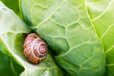 Yeşil yaprak üzerinde salyangoz