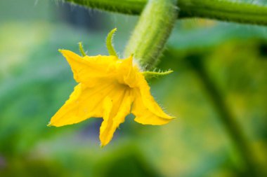 Olgunlaşmamış salatalığın üzerinde sera şube büyüyor