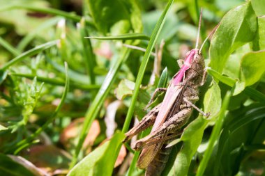 Büyük kahverengi çekirge makro çekim