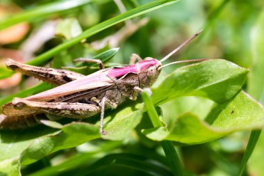 Büyük kahverengi çekirge makro çekim
