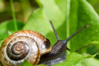 Küçük salyangoz crewling yeşil taze ot içinde