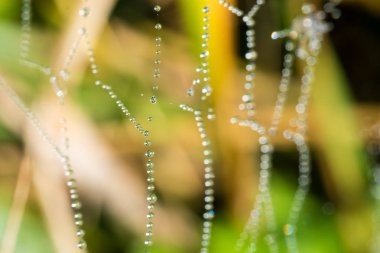 Örümcek ağı ile birçok su damlaları