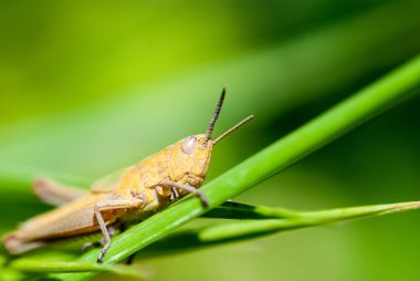 Büyük kahverengi çekirge makro çekim