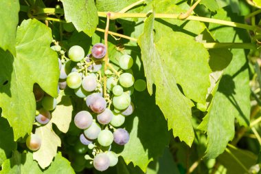Bahçede büyüyen olgunlaşmamış kırmızı şarap Grup