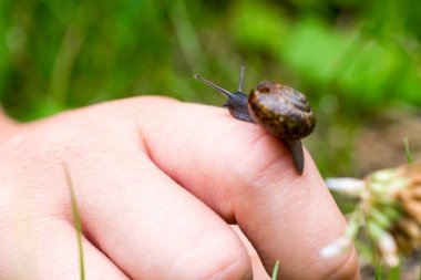 Küçük salyangoz bir el üzerinde tarama