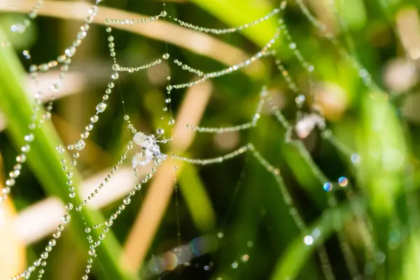 Örümcek ağı ile birçok su damlaları