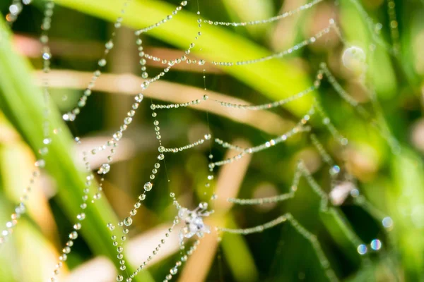 Örümcek ağı ile birçok su damlaları