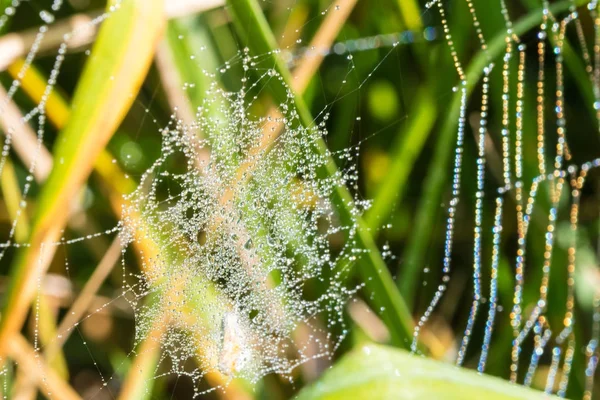 Örümcek ağı ile birçok su damlaları
