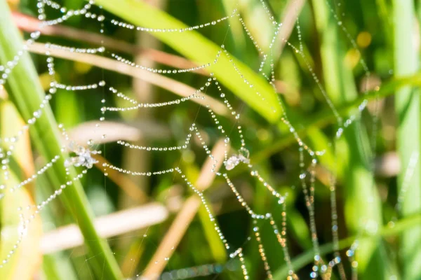 Örümcek ağı ile birçok su damlaları