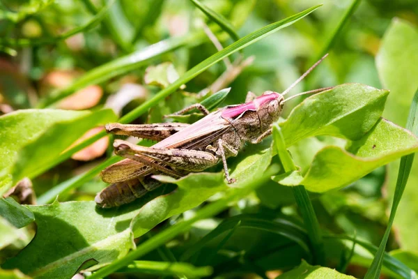 Büyük kahverengi çekirge makro çekim