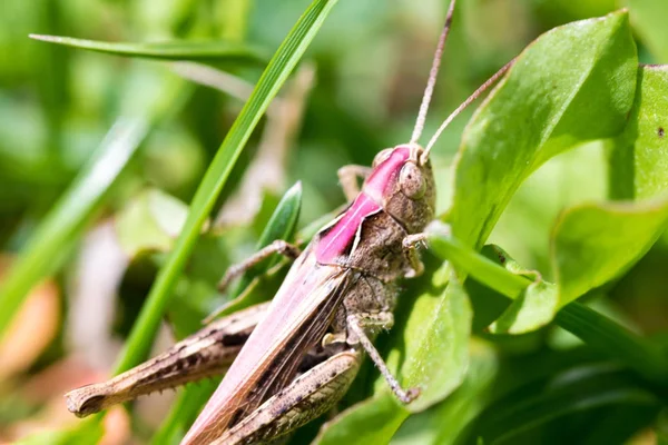 Macro tiro de gafanhoto marrom grande — Fotografia de Stock