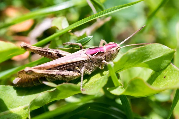 Büyük kahverengi çekirge makro çekim