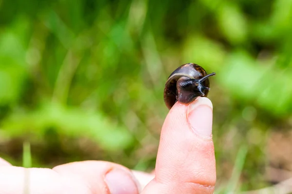 Μικρό σαλιγκάρι που σέρνεται πάνω από δάχτυλο — Φωτογραφία Αρχείου