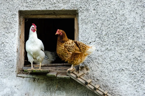 Onların coop bırakarak tavuklar — Stok fotoğraf