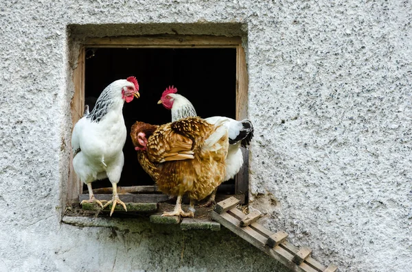 Gallinas abandonando su gallinero — Foto de Stock