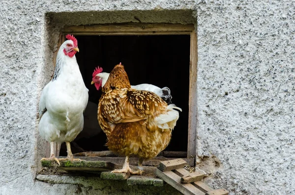 Galline che lasciano il pollaio — Foto Stock