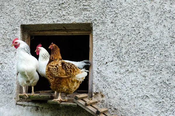 Gallinas abandonando su gallinero — Foto de Stock