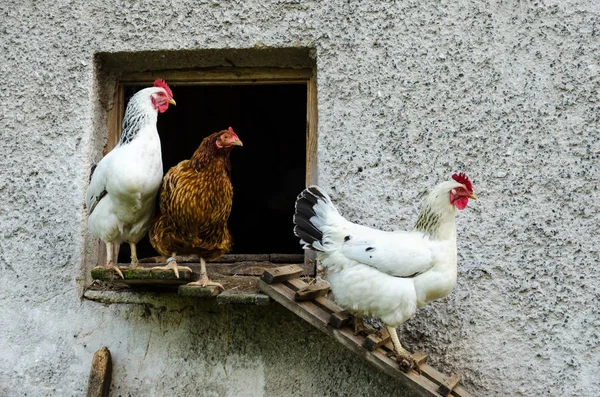 Gallinas abandonando su gallinero — Foto de Stock