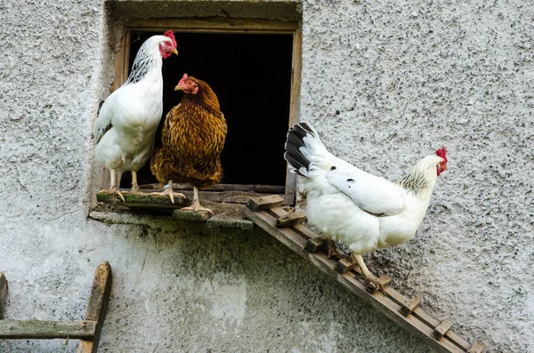 Gallinas abandonando su gallinero — Foto de Stock