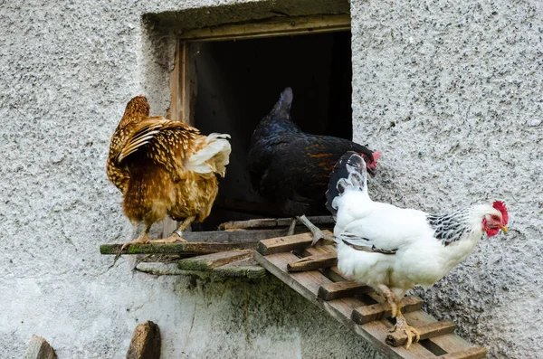 Galline che lasciano il pollaio — Foto Stock