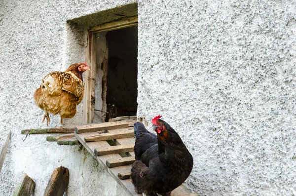 Galline che lasciano il pollaio — Foto Stock