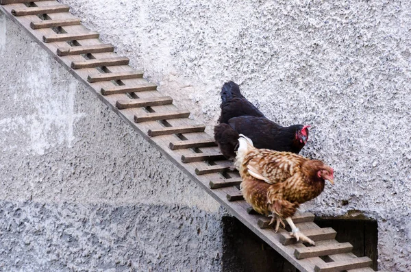 Galline che lasciano il pollaio — Foto Stock