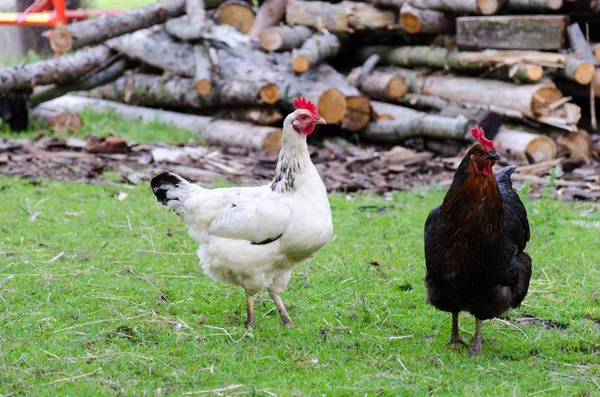 Bir çiftlikte kirli zeminde yürümeye tavuklar — Stok fotoğraf
