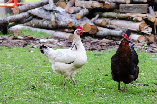 Slepice na špinavé zemi na farmě — Stock fotografie