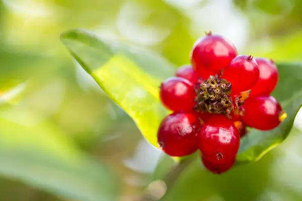 Mûres mûres mûres poussant dans le jardin — Photo