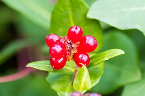 Unripe blackberries growing in the garden — Stock Photo, Image