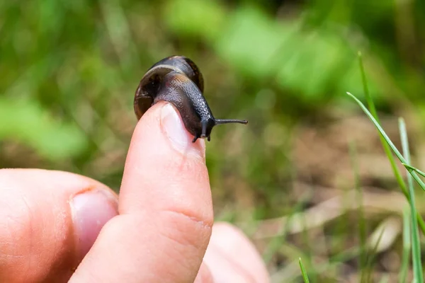 Pequeno caracol rastejando em cima do dedo — Fotografia de Stock