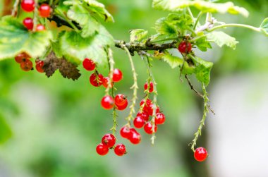 Taze olgun somun bush bahçede. Büyüyen, harv hazır