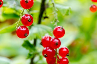 Taze olgun somun bush bahçede. Büyüyen, harv hazır