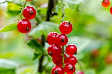 Taze olgun somun bush bahçede. Büyüyen, harv hazır