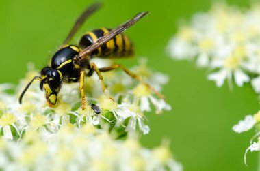 Sarı yaban arısı tırmanma ve bir nektar besleme