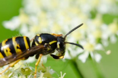 Sarı yaban arısı tırmanma ve bir nektar besleme