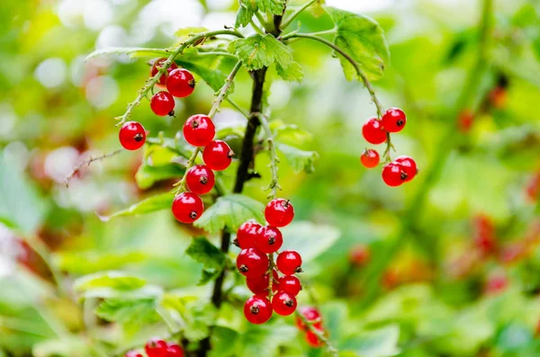 Fraîchement mûr buisson de groseille dans le jardin. Grandir, prêt à harv — Photo