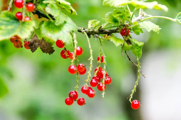 Taze olgun somun bush bahçede. Büyüyen, harv hazır
