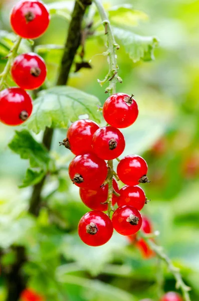 Fraîchement mûr buisson de groseille dans le jardin. Grandir, prêt à harv — Photo