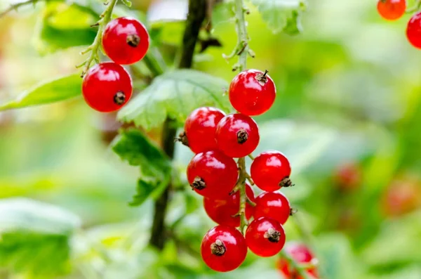 Fraîchement mûr buisson de groseille dans le jardin. Grandir, prêt à harv — Photo