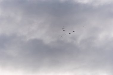 Gökyüzünde uçan kuşlar