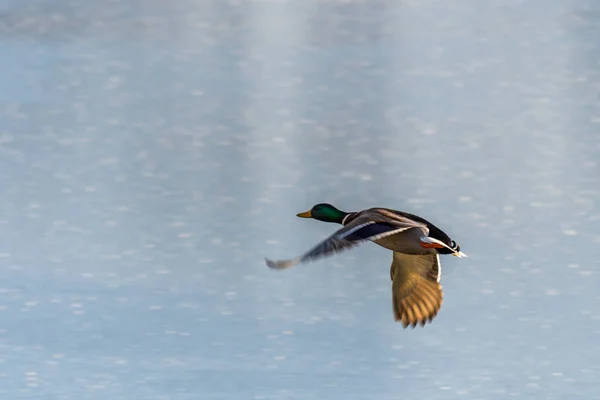 Flying Drake Mallard above the water surface — Stock Photo, Image