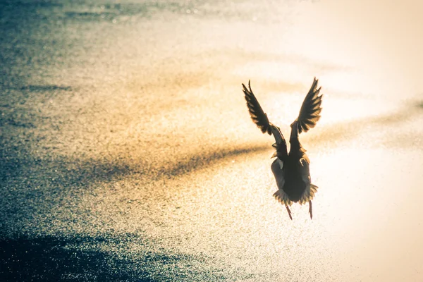 Drake Mallard volant au-dessus de la surface de l'eau — Photo