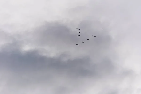 Oiseaux volants sur le ciel — Photo