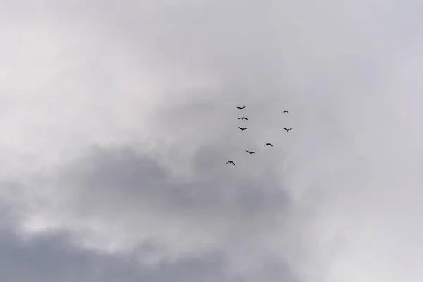 Vliegende vogels aan de hemel — Stockfoto