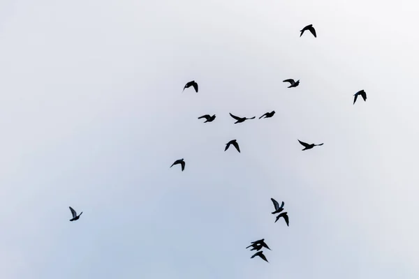 Oiseaux volants sur le ciel — Photo