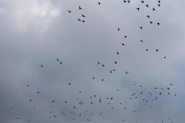 Flying birds on the sky — Stock Photo, Image