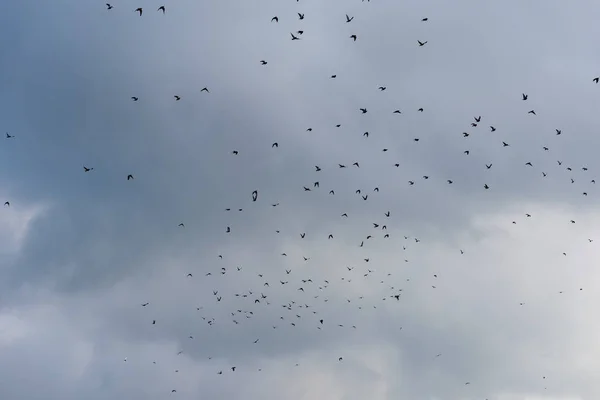 Oiseaux volants sur le ciel — Photo