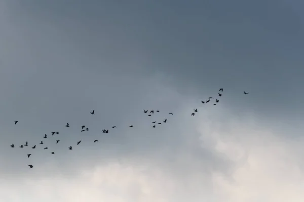 Oiseaux volants sur le ciel — Photo