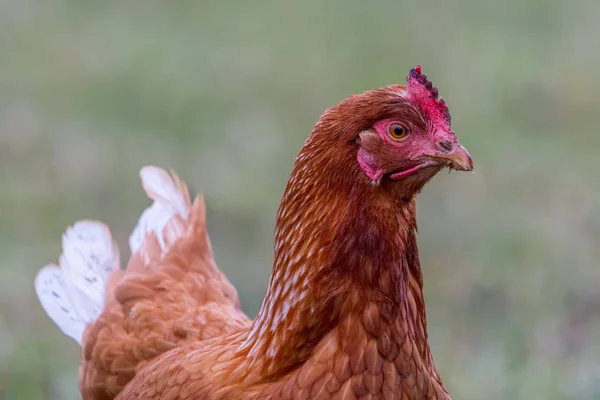 鶏の肖像画 — ストック写真